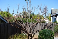 Photo: “Plum Tree”